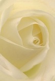 Drawn into the heart of a creamy white rose, this image lets you almost feel the airy softness of each delicately spiraled petal-a hallmark of Waterloo's finest floristry. As if bathed in gentle morning light from South Bank's bustling lanes, the petals curve inward with intricate precision, their satiny surfaces powdery and feather-light to the mind's touch. The interplay of pale cream and subtle shadow infuses a sense of calm, evoking the quiet of early dawn strolls by Leake Street or Lower Marsh. Here, serenity reigns; the rose seems to breathe out tranquillity and hope, making it an ideal emblem of sympathy, admiration, or fresh new beginnings. The faintest suggestion of a sweet fragrance lingers in the imaginary air, as understated as it is persuasive. Every element of this composition captures the artistry, attention to detail, and sense of community connection that Waterloo Flowers brings to life in every bouquet-crafted for those special occasions where words are not enough.